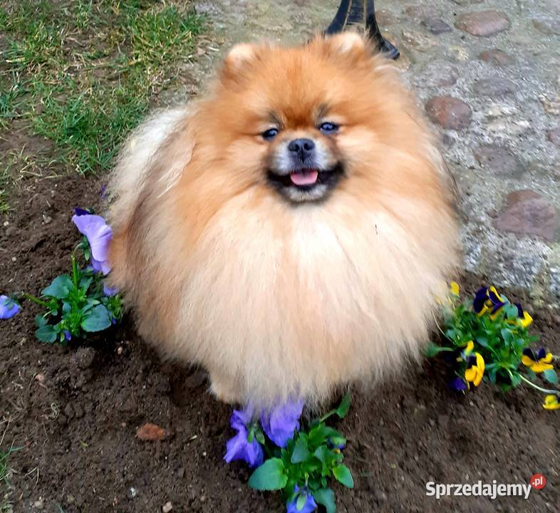 Pomeranian FCI Krycie reproduktor szpic dolnośląskie Legnica