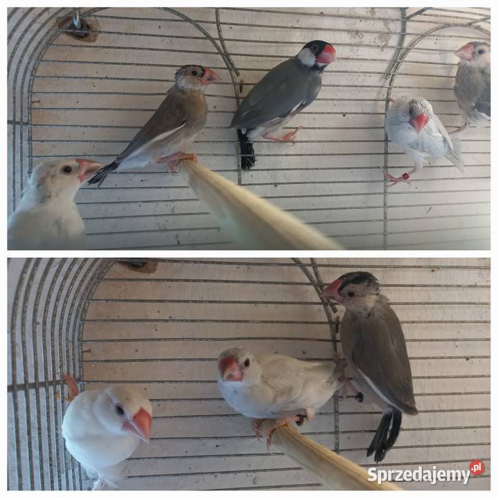 Papugi Rudosterki Modrolotki Ryżowce i inne 2524 opolskie Faustianka