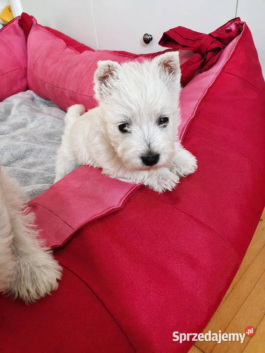 Śliczna Suczka West Highland White Terrier Z Rzeszów
