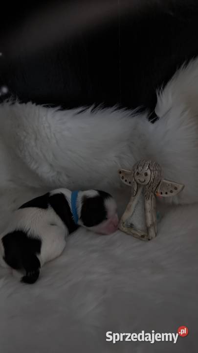Szczenięta shih tzu Zawiercie