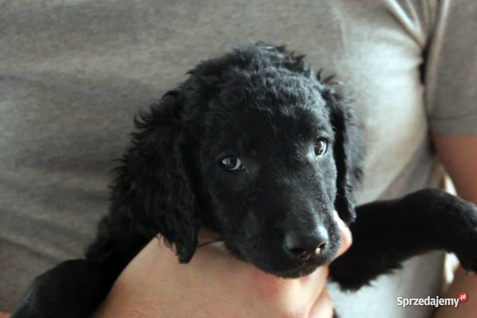 Curly Coated Retriever szczenieta Zwierzęta Warszawa
