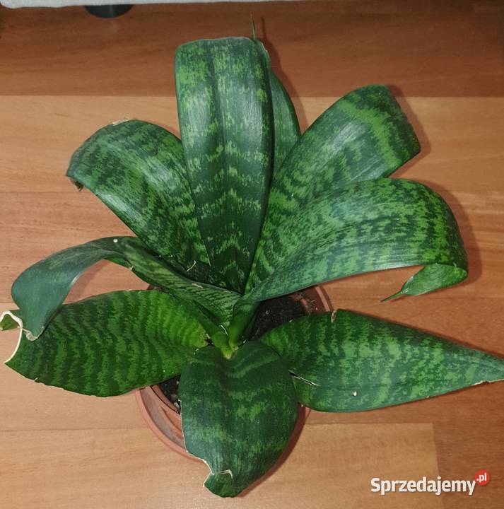 Sansewieria wysokość 27 sansa mazowieckie Warszawa