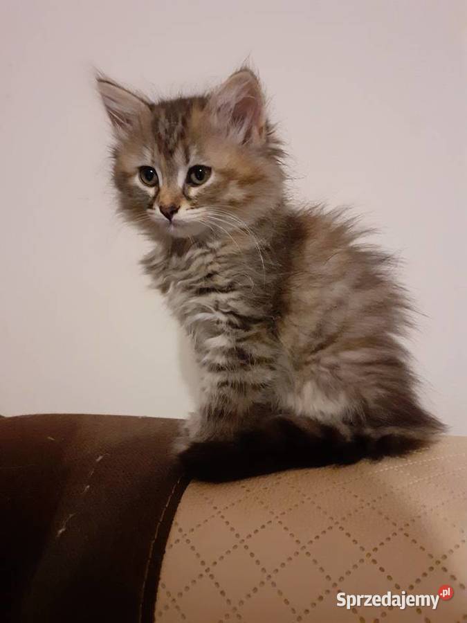 Przepiękna Kotka Syberyjska Gloria Sochaczew