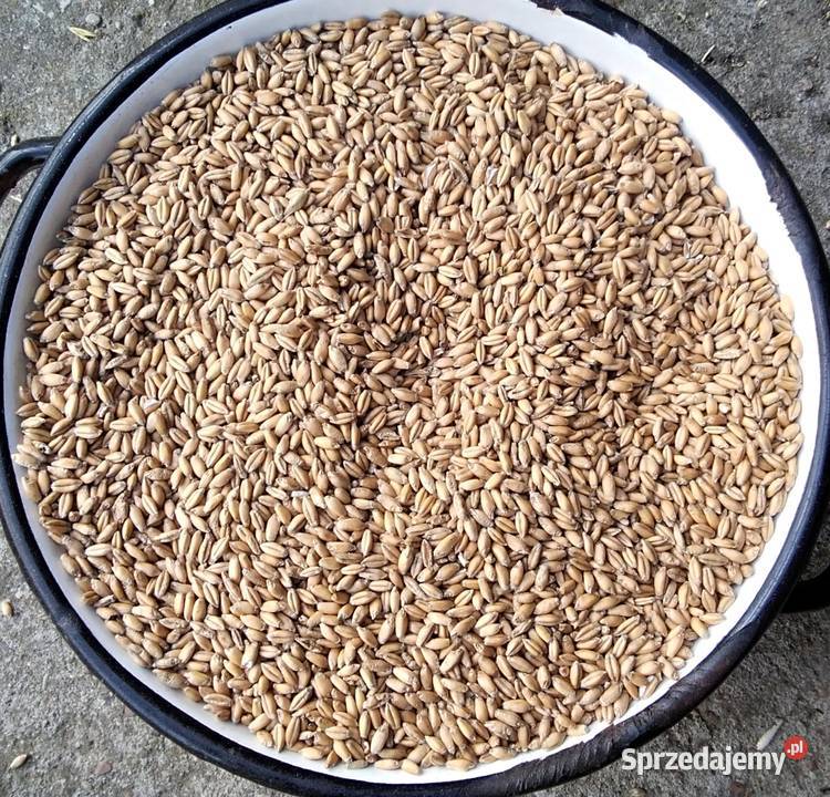 Pszenżyto ozime Lubanie