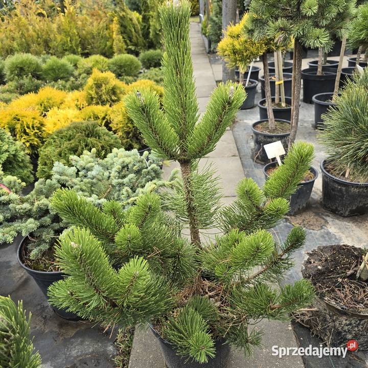 Thuja Yellow Ribbon 140 160 PRODUCENT łódzkie Rydzyny