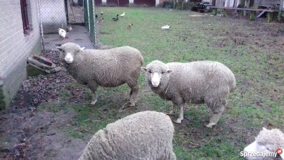 Owce uhruskie lubelskie