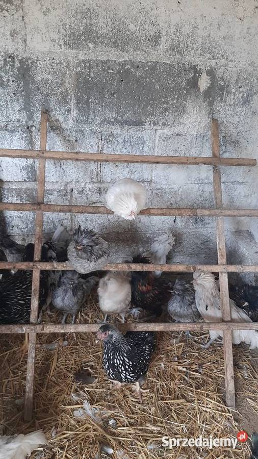 Kogutki czubatki miniaturowej padewskiej