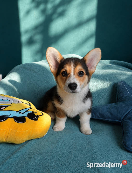 Welsh Corgi Pembroke Dziewczynka Pozostałe Kraków