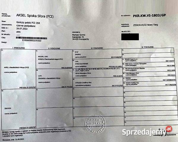 Gończy Polski reproduktor polujący zaprasza na Dursztyn