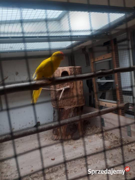 Likwidacja hodowli papug Kluczbork sprzedam