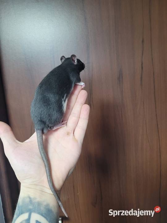 Szczur szczury szczurki samce samice Zawiercie