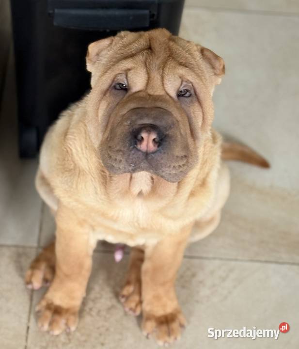 Szczenięta rasy shar pei Rębiechowo