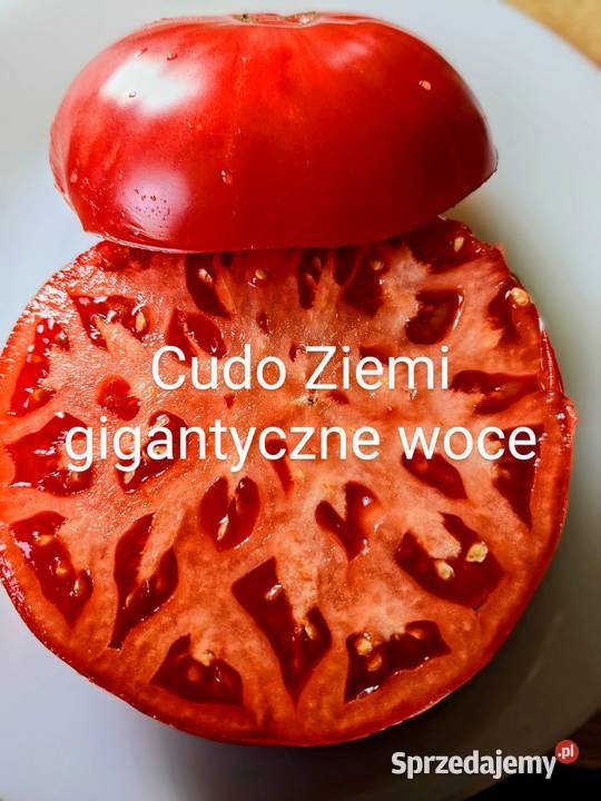 Pomidory Ciekawe odmiany stara Rosja nasiona do
