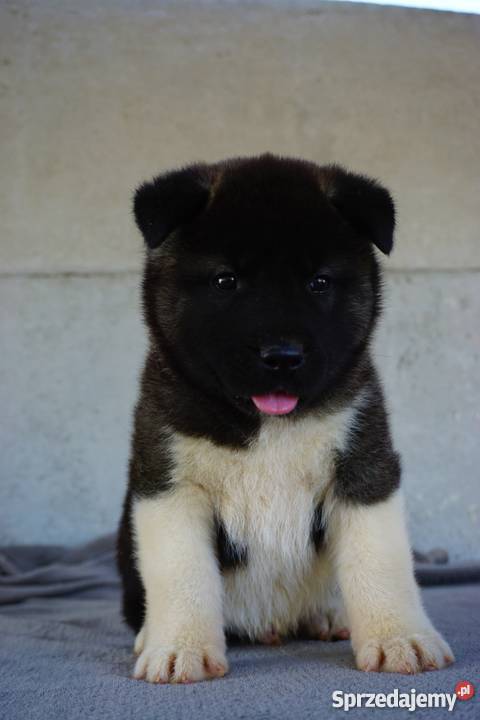 Akita Amerykańska FCI ZKWP Akita Łubowo