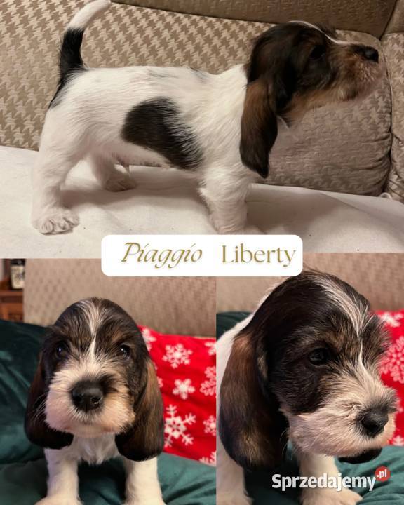 PBGV szczeniak petit basset griffon vendeen ZKWP Jarocin