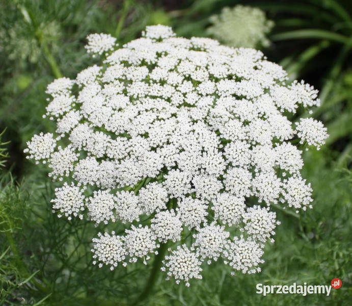 AMINEK WIELKI Ammi majus NASIONA 100g Rośliny Lubanie