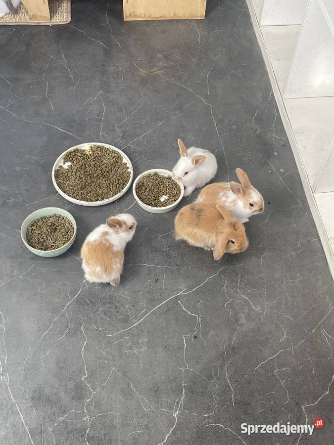 Króliki miniaturki Budzyń