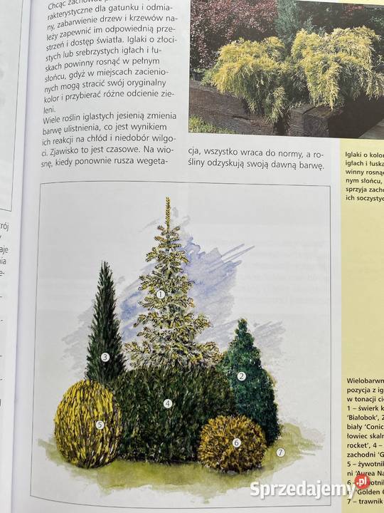 Iglaki w kompozycjach ogrodowych Osięciny