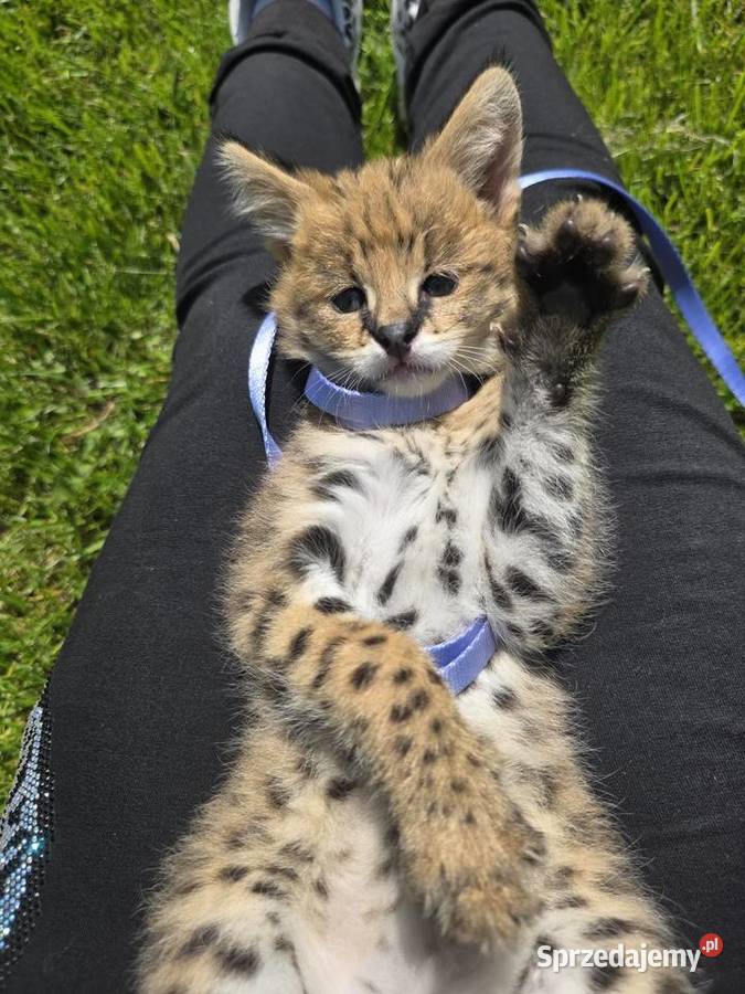 Serwal sawannowy serval afrykański ręcznie Kraków sprzedam