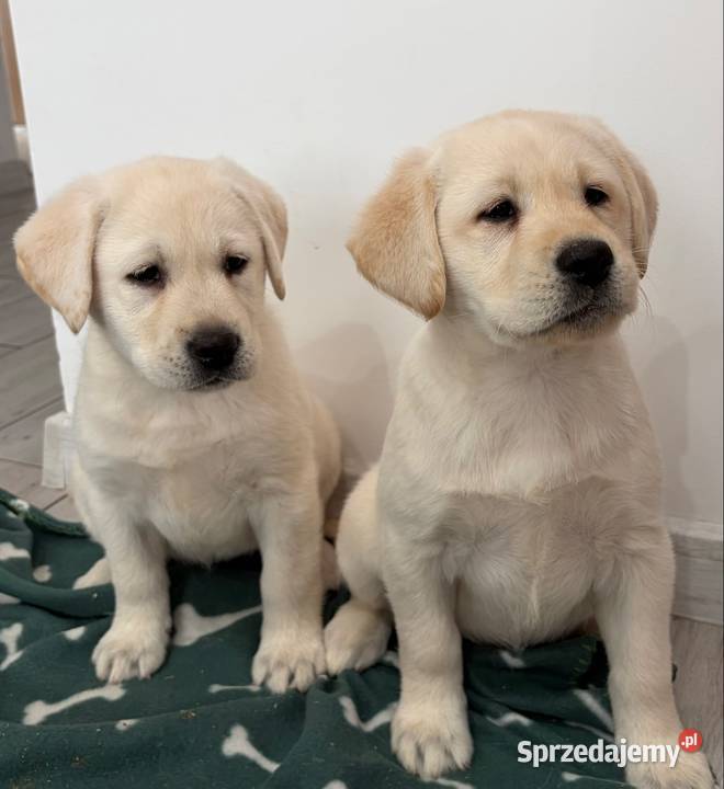 Labrador Retriever Labrador Miechucino