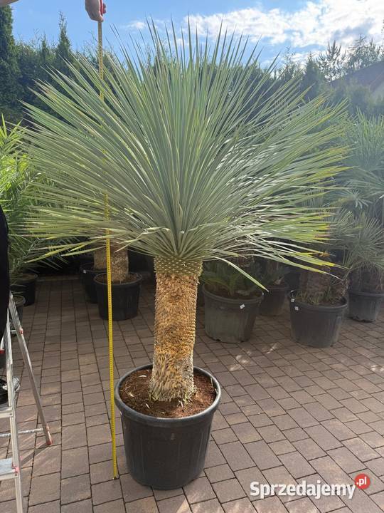 Yucca Rostrata Jukka Mrozoodporna do ogrodu i na Dudki