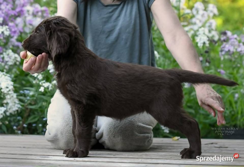 FlatCoated Retriever czekoladowe suczki ZKwP FCI Tarnów