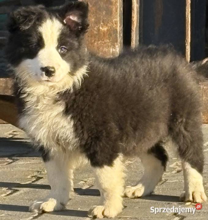 Border collie szczeniaki