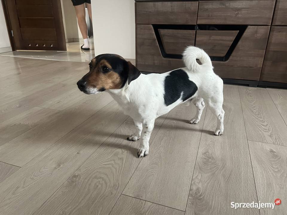Jack russell terrier reproduktor Jack Russell Terrier lubelskie sprzedam