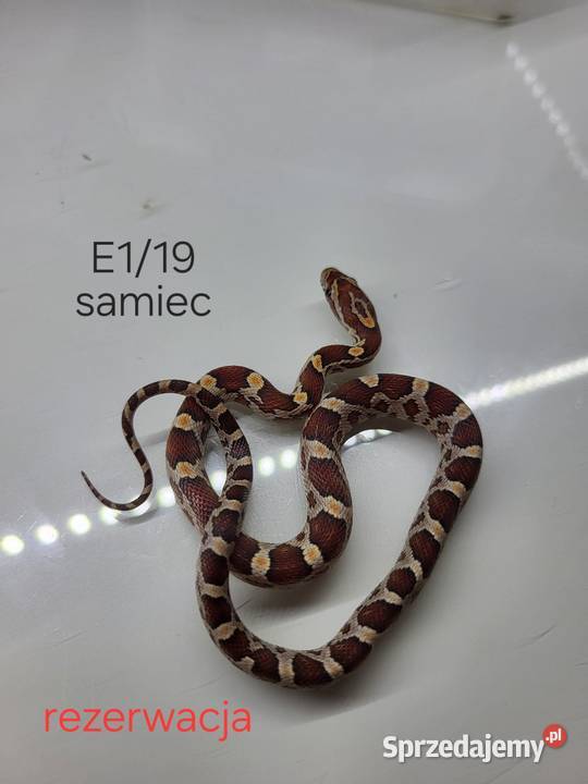 Węże zbożowe łódzkie Łódź