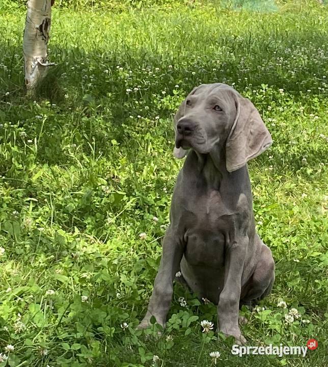 Wyżeł weimarski FCI suczka Gołcza