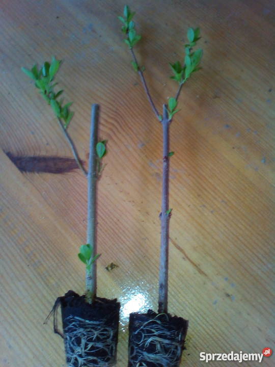 Żywopłot Liguster Sztobry Sadzonki 5010 Bydgoszcz