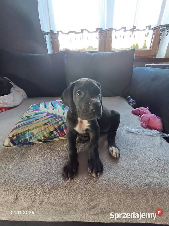 SZCZENIE DOG NIEMIECKI Grodzisk Wielkopolski