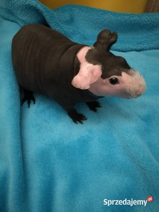 Świnka morska skinny pig Warszawa