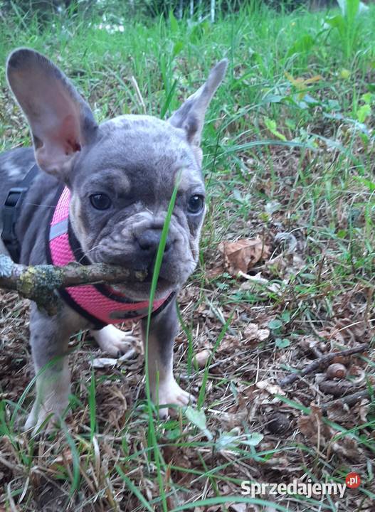 Buldog francuski dziewczynka i chłopczyk Pabianice