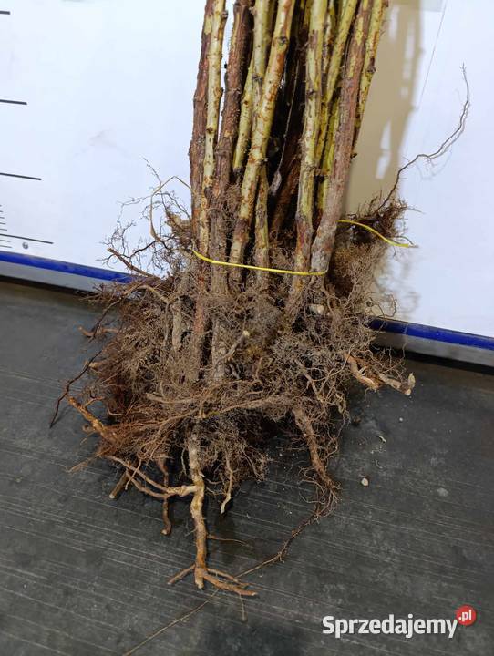 Sadzonki malin jesiennych żółtych JESIEŃ 2024 Pozostałe Stary Pożóg