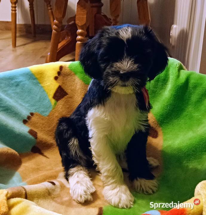 Terier Tybetański szczenięta Dona Sofia i Dżin Cerekiew