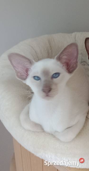 Kotka syjamska orientalna rodowód FPL sprzedam