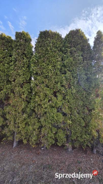 Tuja szmaragd duża ok 3 M świętokrzyskie