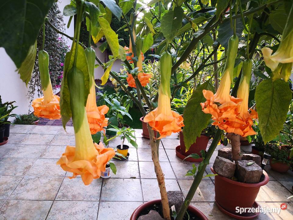 Datura Burgmansja Angels Flight potrójny kwi Złotów