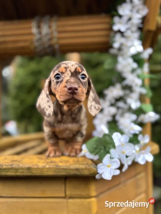 Wyjątkowa Sunia Jamnik miniaturowy Choco merle z