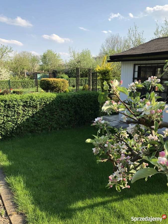 Sprzedam ogródek działkowy z murowaną altanką w Gliwice sprzedam