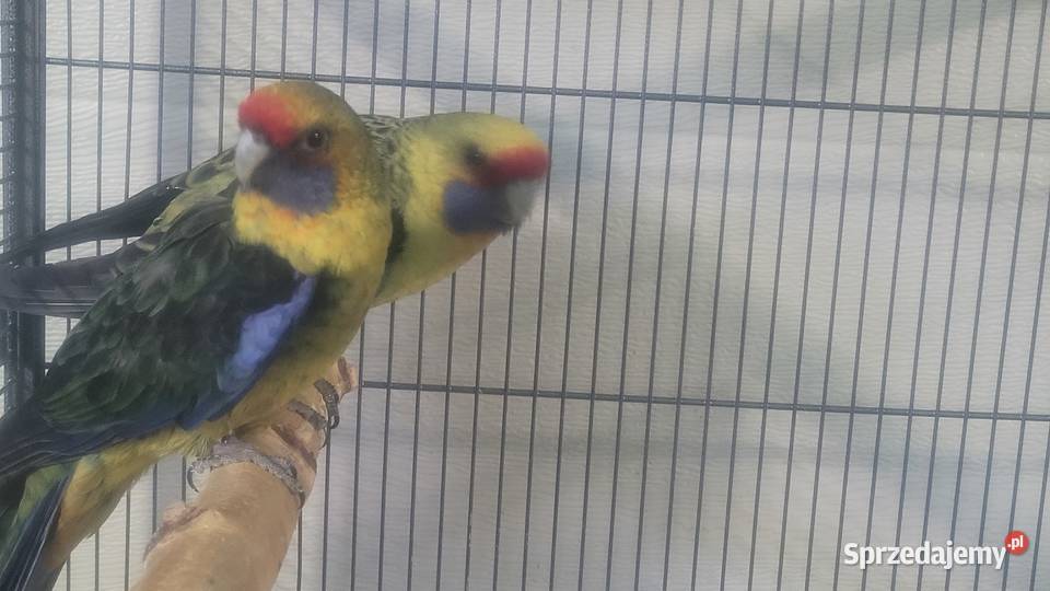 Rozelle kaledońskie