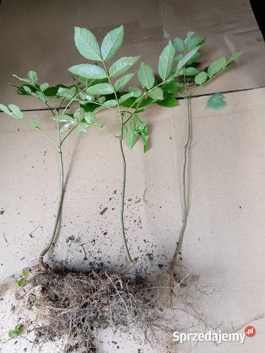Sadzonki Jesiona Jaworzno sprzedam
