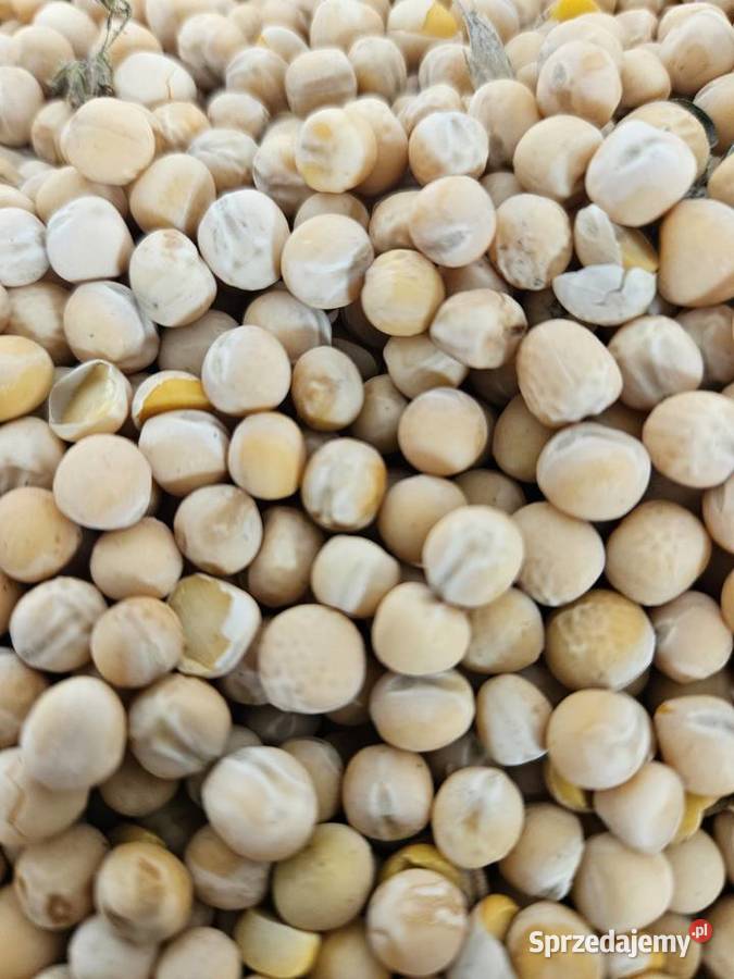 Groch astronaute na poplon łubin Kłopoty-Stanisławy