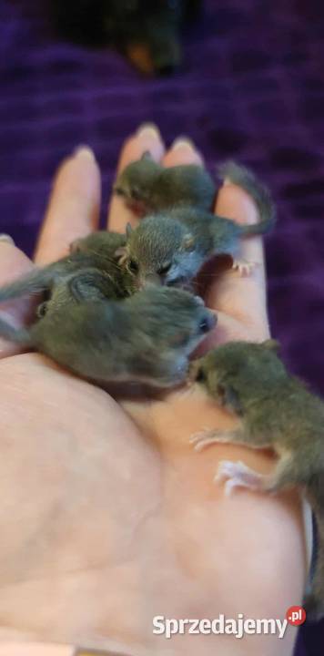 Popielica Afrykanska