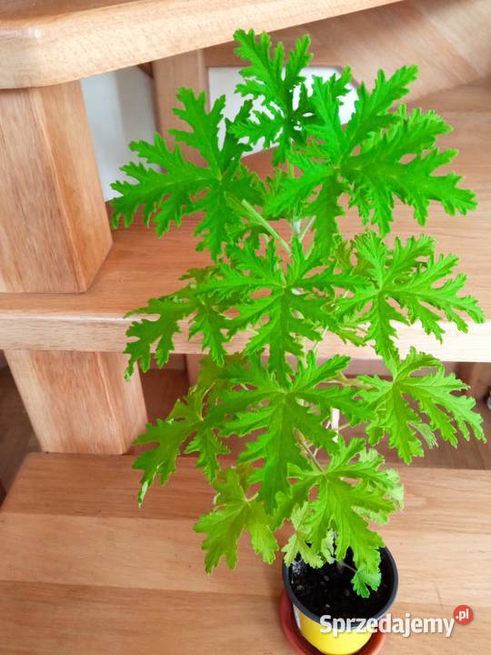 Geranium pachnące cytrynką Białystok sprzedam