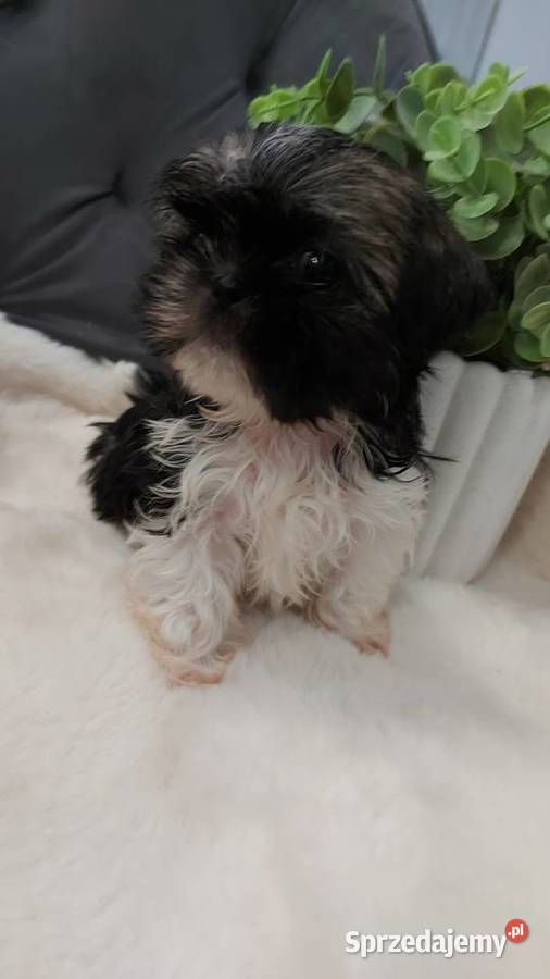 Śliczną malutka suczka shih tzu Shih Tzu