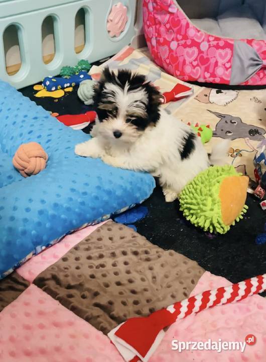 York Biewer cudeńko z Bajki Do odbioru Wrocław