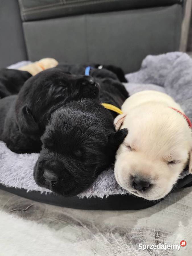 Labrador retriever Słopnice