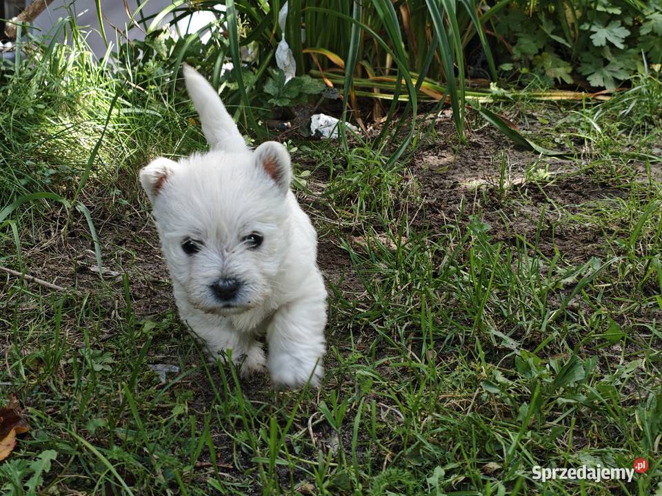 Szczenięta West Highland White Terrier terrier Gościszewo